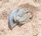 Large transparent root-mouthed jellyfish, bluish tint, lying in the sand