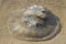 A large transparent tropical jellyfish lies on the yellow sand