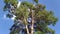 large tree on the background of the movement of white clouds. time lapse video bottom up view.