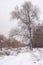 Large tree on the background of the rest of the snow-covered surface