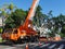 A Large Tree Being Pruned