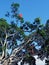 A Large Tree Being Pruned