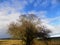 Large tree with blue sky , Northumberland, nr. Crookham, England. UK