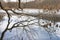 Large tree branches reflecting the the calm waters of a lake, Upstate New York