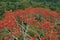 A large tree called ceibo that is covered in red flowers with a yellow tip and can be found in the tropical rainforest of south