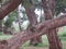 A large tree in camp is the playground for squirrels