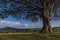 A large tree at a camp site