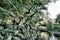 Large Tree Canopy, Sargent`s weeping hemlock tsuga canadensis pendula