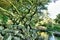 Large Tree Canopy, Sargent`s weeping hemlock tsuga canadensis pendula