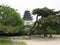 Large tree canopy for shade in Chinese park with Temple in the background