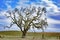 Large Tree and Chemtrail Clouds Over Central California