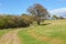 Large tree beside a country path in the Essex countryside in Spr