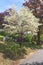 Large tree covered in beautiful white blossoms, on a warm spring day, at Sleepy Hollow Cemetary, in Upstate New York