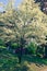 Large tree covered in beautiful white blossoms, on a warm spring day, at Sleepy Hollow Cemetary, in Upstate New York