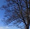 Large tree at Crookham, Northumberland, England. UK