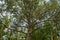 Large tree crown Aspen Populus tremula. Branches overgrown with yellow moss.