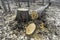 Large tree cut down and lying beside stump, cross section visible