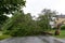 A large tree fallen across a road