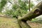 A large Tree that fell over during a Thunderstorm