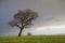 Large Tree in a Field Meadow