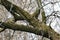 Large tree fragment covered with moss