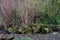 Large Tree with Green Fresh Moss Growing On Tree logs in front of Japanese knot weed