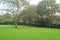 Large tree on a ground covered with green fresh grass