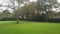 Large tree on a ground covered with green fresh grass