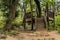 Large tree growing through elevated wooden deck