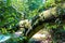 A large tree growing over on its side covered in lush green moss surrounded by lush green trees in forest at Cochran Shoals Trail