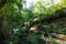 A large tree growing over on its side covered in lush green moss surrounded by lush green trees in forest at Cochran Shoals Trail