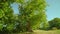 Large tree grows on outer wood green meadow casting shadow