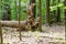 Large tree knocked down in the woods