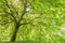 Large Tree With Massive Green Leaf Cover