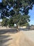 Large tree in Miritini area near the Railway line in Mombasa Kenya