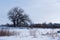 Large tree with mountains in background in winter in Montana