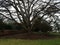 Large tree with mulch, branches, brick wall, and grass