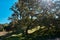 A large tree in nature provides shade at midday