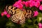 Large Tree Nymph Butterfly