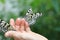 Large Tree Nymphs butterflies on the hand