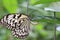 Large Tree Nymphs butterfly and eggs