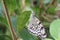 Large Tree Nymphs butterfly and eggs