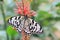 Large Tree Nymphs butterfly and red flower