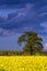 Large tree over blooming rapeseed field under intense cloudy sky