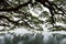 A large tree overhead with multiple branches is leaning on a tranquil lake