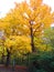 Large Tree with Reddish Yellow Leaves along the trail