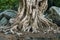 Large tree roots