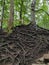 Large tree roots near Marienbrucke, Neuschwanstein