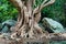 Large tree roots near the river