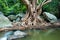 Large tree roots near the river